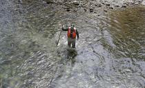 In this photo taken Tuesday, April 15, 2014, fisheries biologist Pete Verhey looks for evidence of fish eggs as he wades in Squire Creek, a tributary of the North Fork of the Stillaguamish River, near Darrington, Wash. Finding a spawning nest, called a redd, is an encouraging sign that steelhead trout may be making their way upstream from Oso., Wash., above where a massive landslide decimated a riverside neighborhood a month ago and pushed several football fields worth of sediment down the hillside and across the river. As search crews continue to look for people missing in the slide, scientists also are closely monitoring how the slide is affecting federally endangered fish runs, including Chinook salmon and steelhead. (AP Photo/Elaine Thompson)