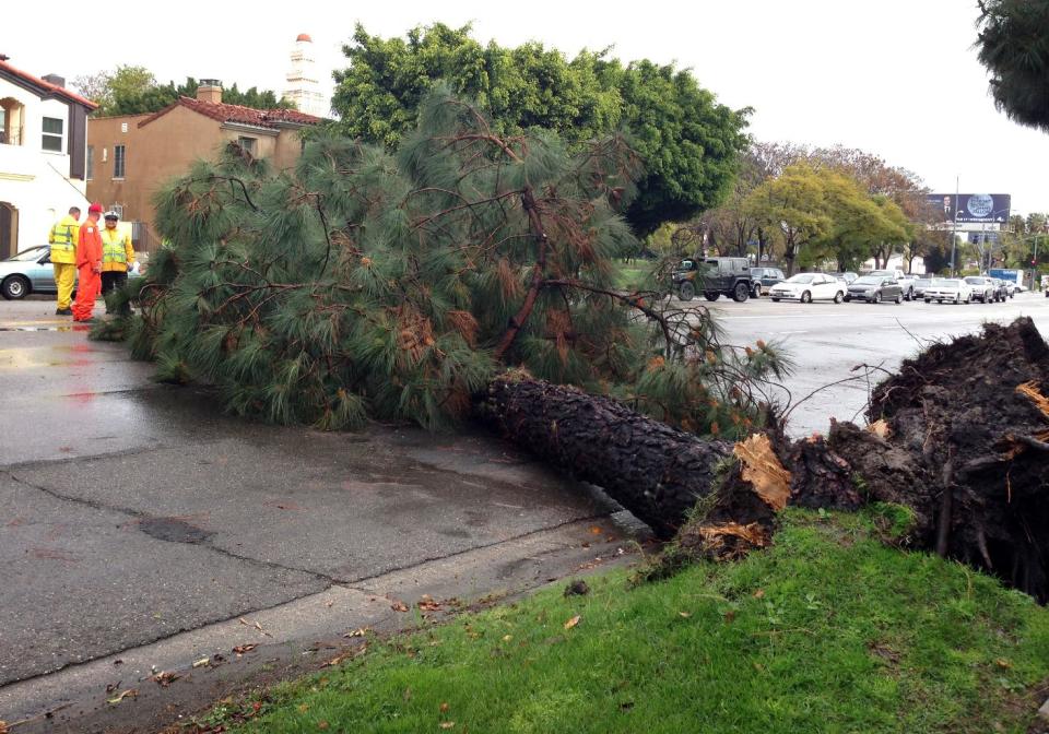 A toppled tree is shown after it fell over in the rain-soaked earth Friday Feb. 28, 2014 in Los Angeles. (AP Photo/Alicia Chang)