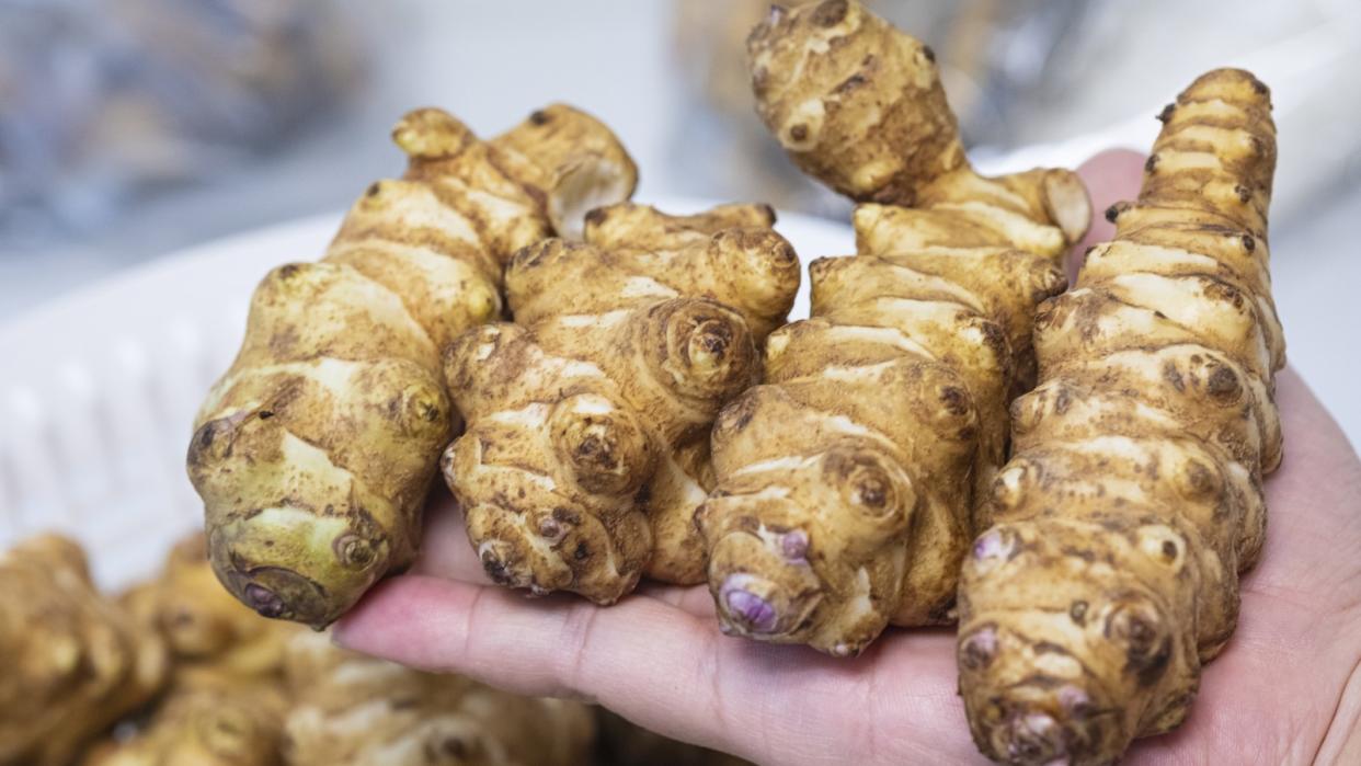  Hand holding harvested Jerusalem artichokes 