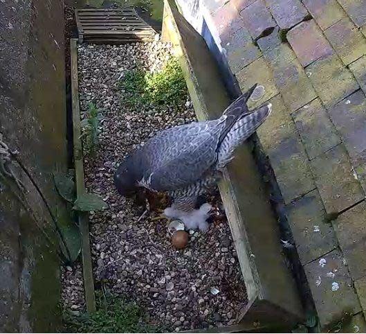 Chicks in the nest at St Albans Cathedral with Peregrine Falcon