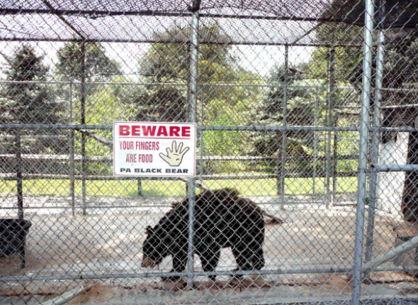 Bear rescued from ice cream shop cage after 20 years