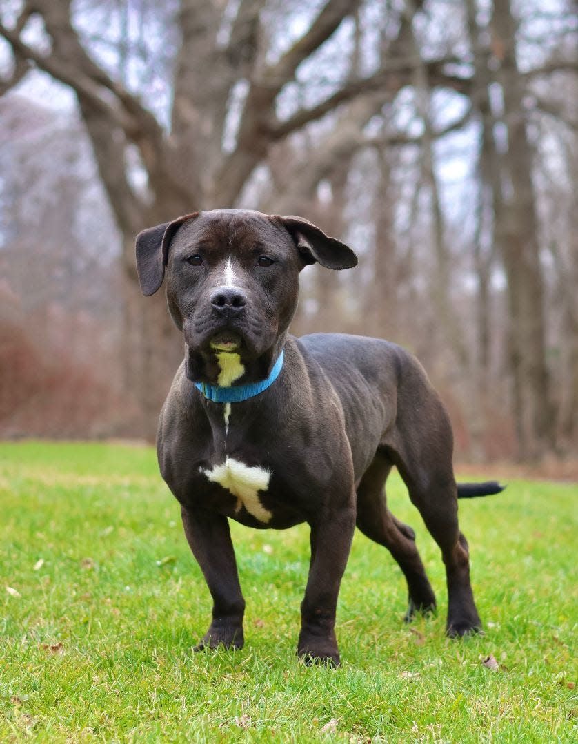 Ace is a pit bull terrier and American Staffordshire terrier mix. He is available for adoption through the Randolph Regional Animal Shelter.