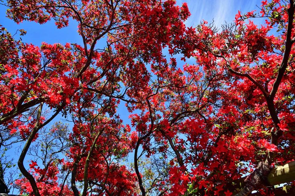 躑躅岡公園（Image Source : Getty Creative/iStockphoto）