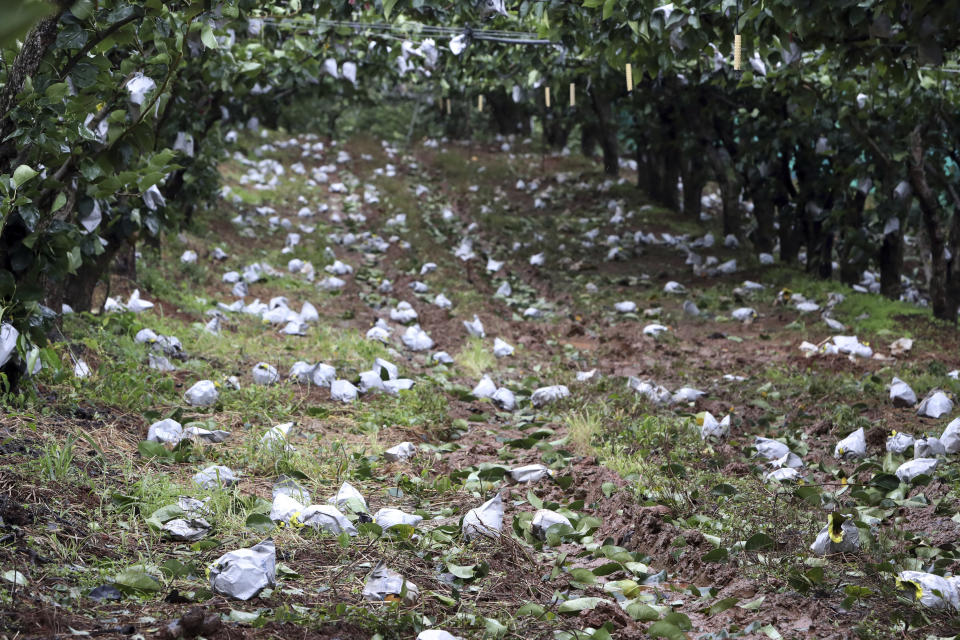 Fallen pears are seen on the ground as Typhoon Lingling rips through a farm in Naju, South Korea, South Korea, Saturday, Sept. 7, 2019. Typhoon winds toppled trees, grounded planes and left thousands of South Korean homes without electricity on Saturday as a powerful storm system brushed up against the Korean Peninsula. (Chung Hui-sung/Yonhap via AP)