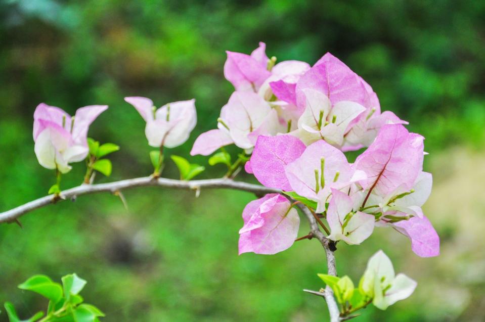 5) Bougainvillea