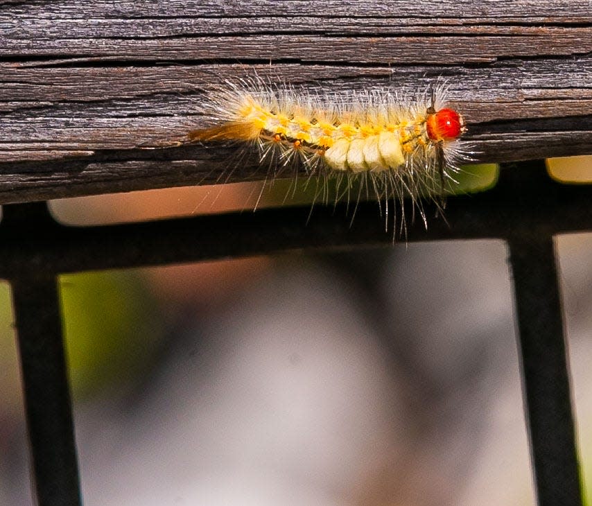 An outbreak of fir tussock moth caterpillars have hit north central Florida. Kayakers, swimmers and scuba divers were aware of them as they stepped on them and tried to avoid them Monday morning, March 28th at the KP Hole Park on the Rainbow River in Dunnellon, FL. Here one crawls along one of the walkways near the railing. The caterpillars were on the walk way and hand rails. The caterpillars can irritate the skin with their hairs which can cause an very itchy rash. They are not poisonous or venomous.  [Doug Engle/Ocala Star Banner]2022