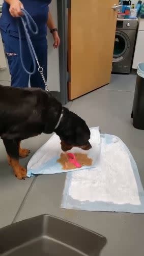 一支羅威那犬竟吞下按摩棒。（圖／翻攝自Reddit）