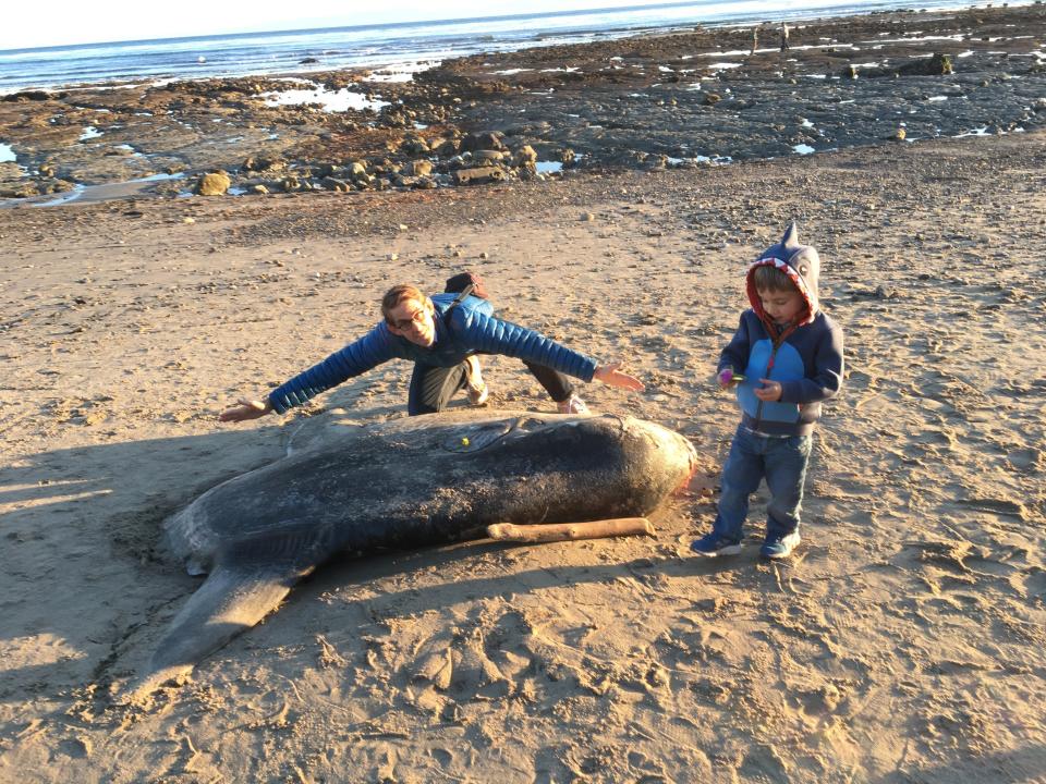 Thomas Turner, who has a wingspan of six feet, and his four-year-old son, Wren, inspect the hoodwinker sunfish along the beach at Coal Oil Point near Santa Barbara, California on Feb. 19. 2019.