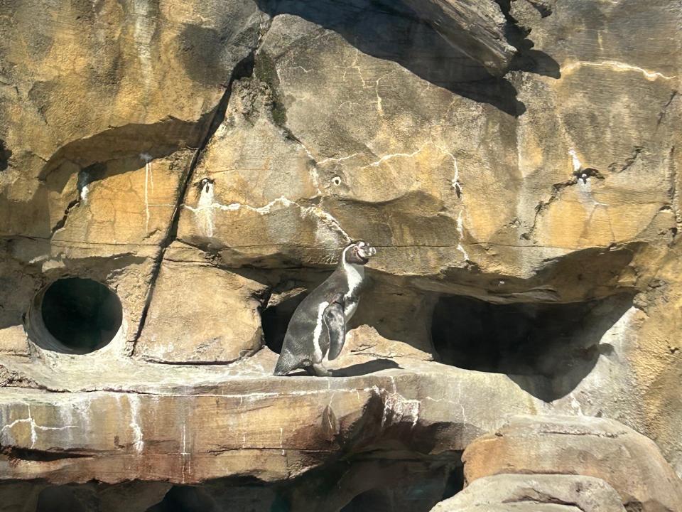 A penguin enjoys the sunshine ahead of the solar eclipse Monday, April 8, 2024, at the Akron Zoo in Akron, Ohio.