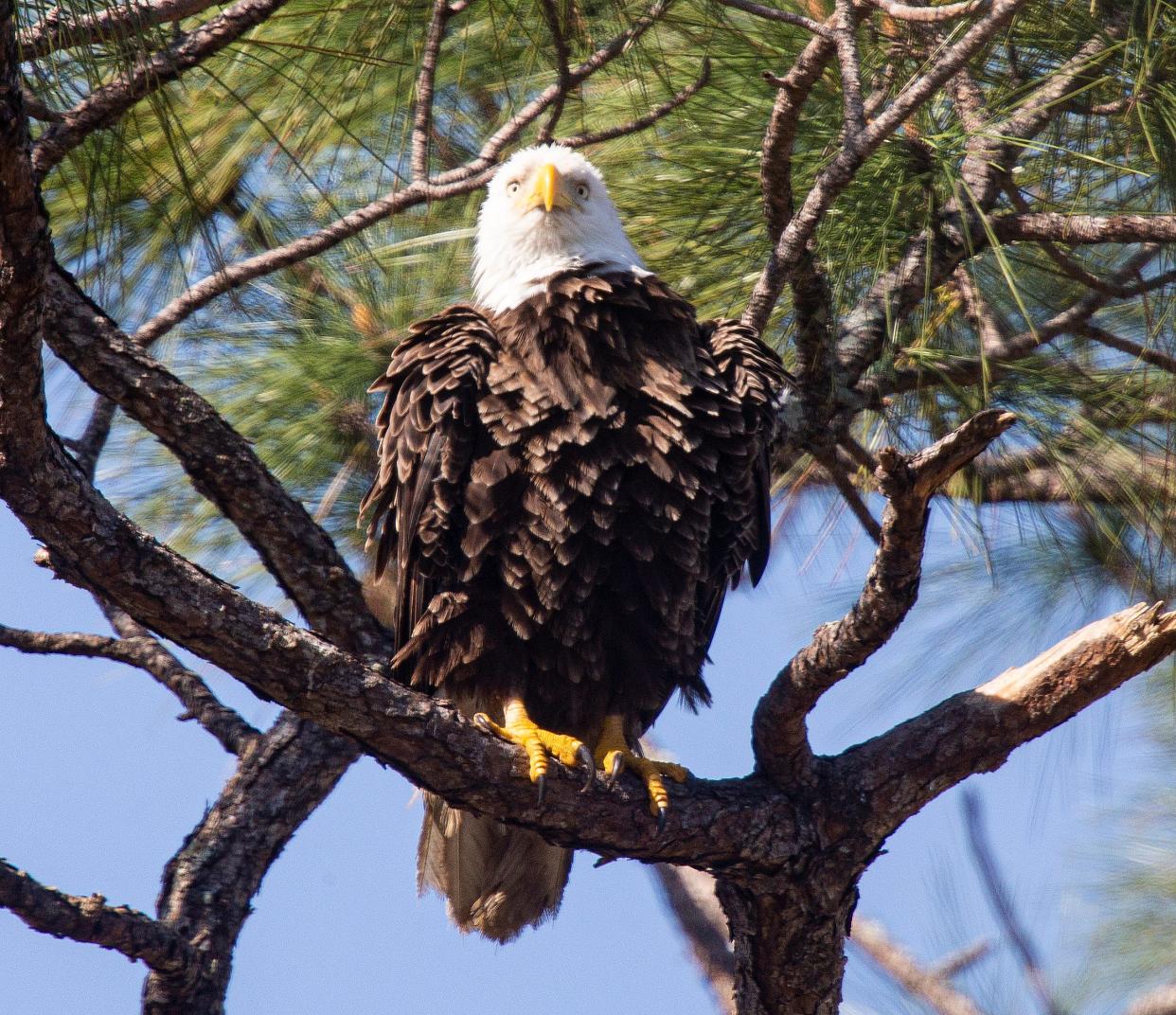 Southwest Florida Eagle Cam Is Back What To Know As The Hit Livestream Starts 12th Season 2214