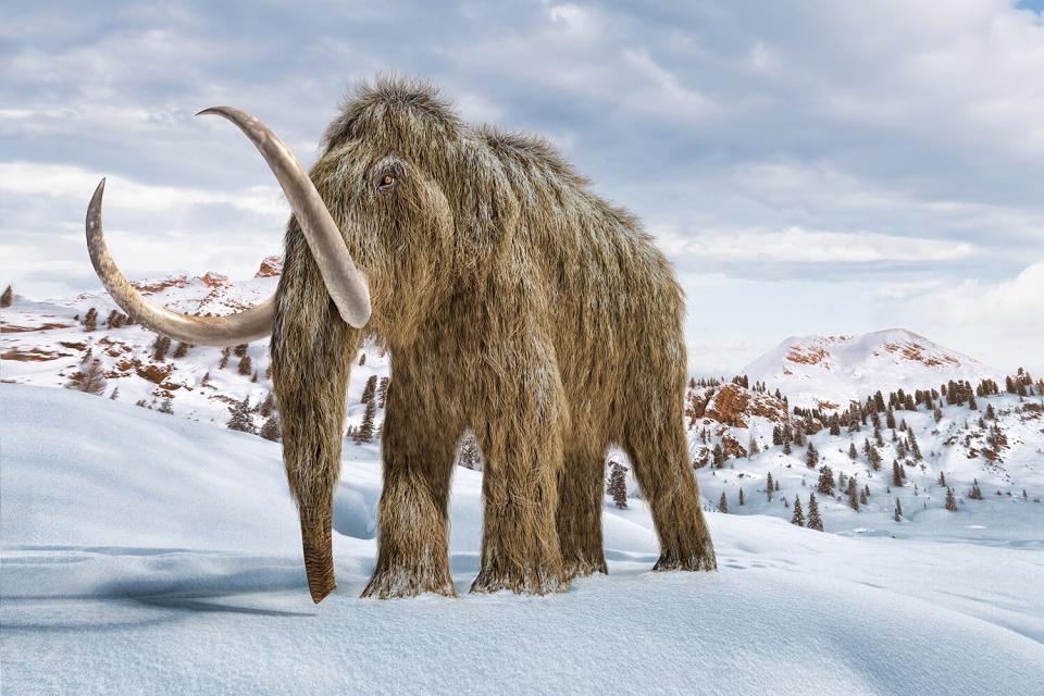 Wooly Mammoth