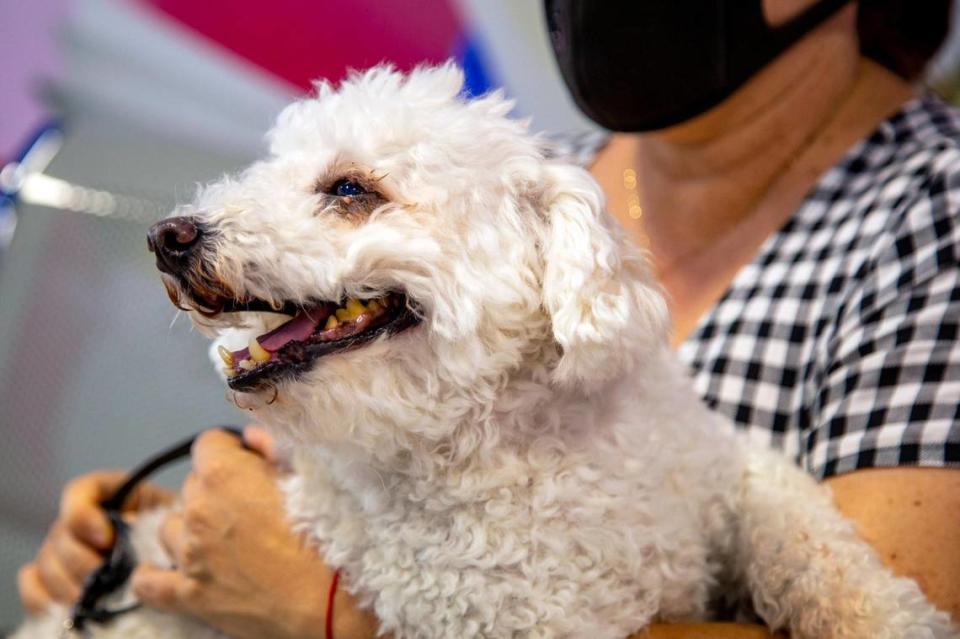 Casper, an 8-year-old Maltese mix that was formerly a stray, after his first automatic bath at Lavakan, an automatic spa for pets that bathes them in minutes, in Miami, Florida on Aug. 4, 2020.