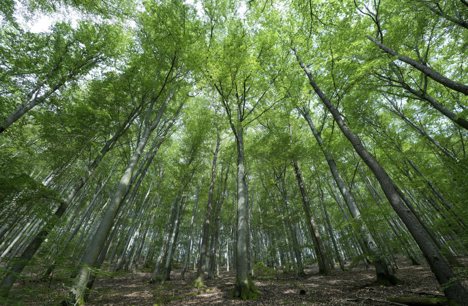 Beech trees are pictured in Bilstein, Germany, Tuesday, July 27, 2021. (Photo/Michael Sohn)