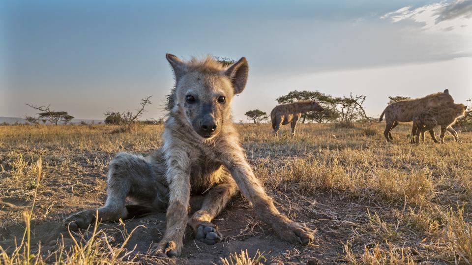 Even though hyenas look like dogs, they are not related to them.