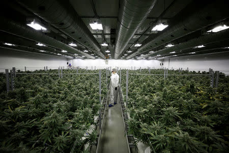 Section grower Corey Evans walks between flowering marijuana plants at the Canopy Growth Corporation facility in Smiths Falls, Ontario, Canada, January 4, 2018. REUTERS/Chris Wattie