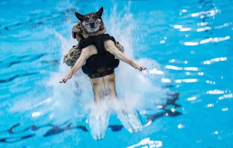 A commando soldier jumps into a swimming pool with a dog during a demonstration during a visit by German Chancellor Olaf Scholz (SPD) to the Special Forces Command (KSK). Marijan Murat/dpa