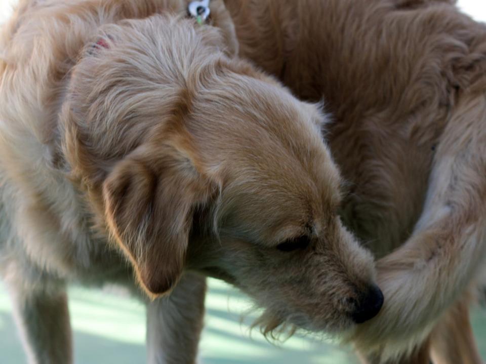 A golden retriever sniffing another dog, featured in best dog dewormers in 2022