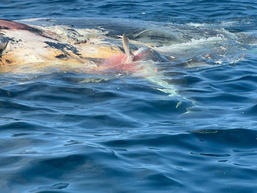 Sharks feeding on sperm whale carcass courtesy of Sea Tow