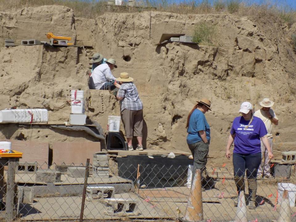 Volunteers are unearthing the bones of a Columbian mammoth that have been buried near Kennewick, Wash., since the ice age floods.