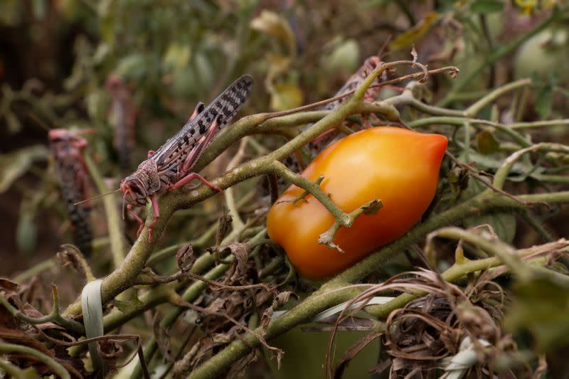 Locusts are seen after devastating a tomato farm near the town of Lodwar, Turkana county