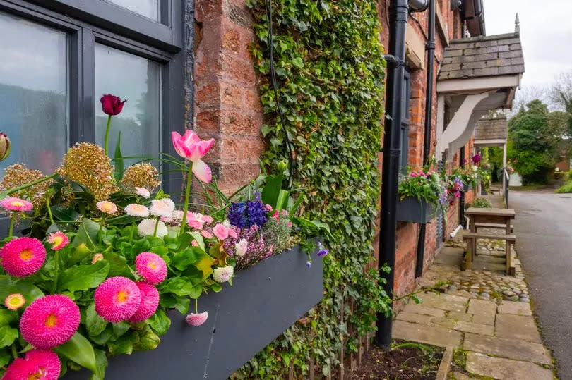 Flowers blooming in the village of Freckleton