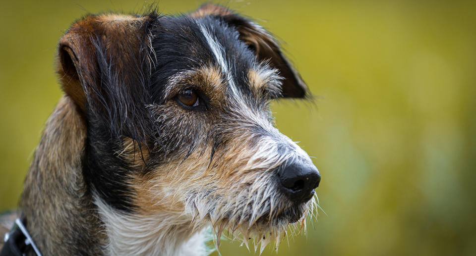 The majority of the dogs were believed to be a daschund-terrier mix. Source: Getty (file image)