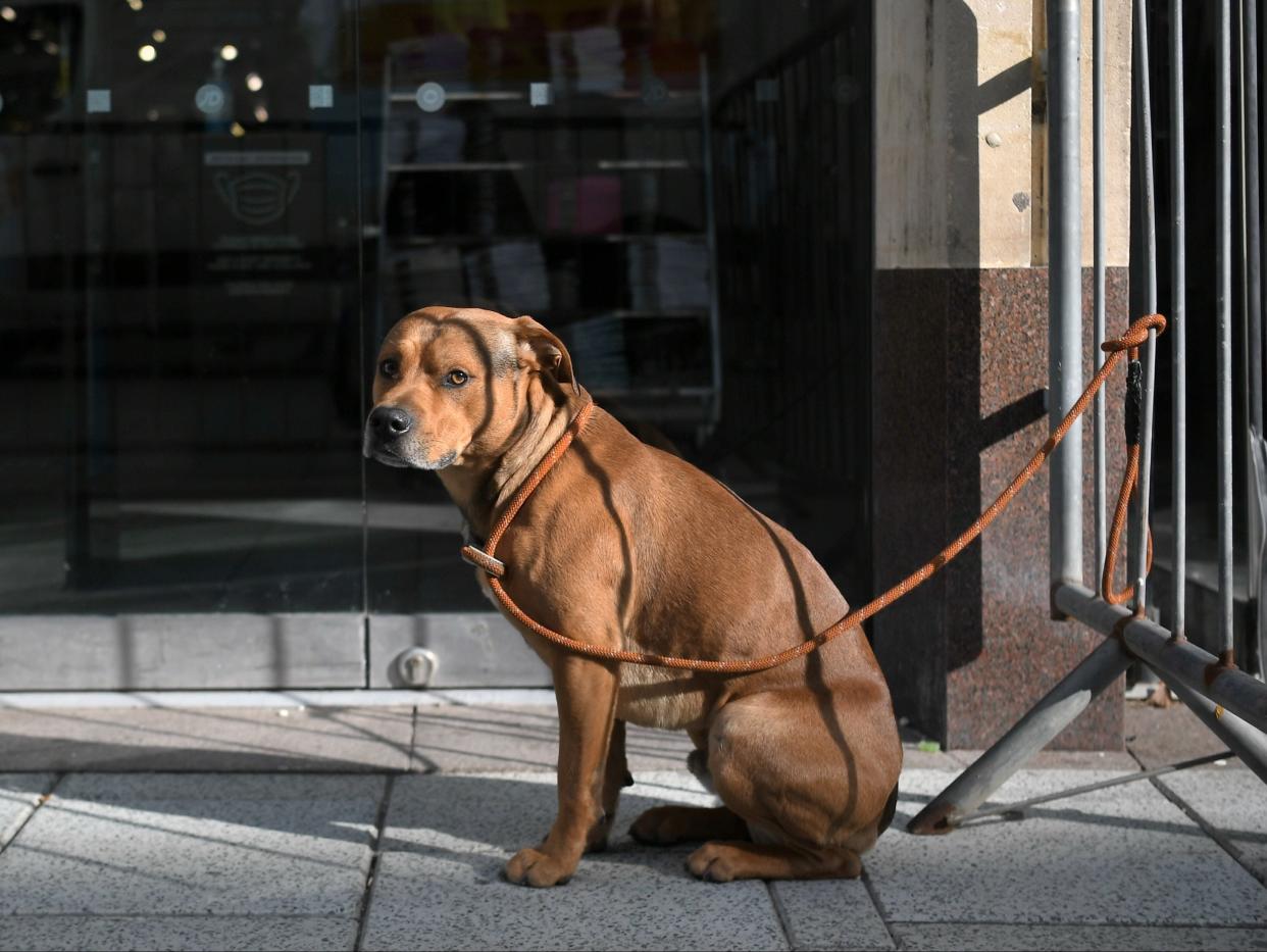 <p>Criminals have pounced on rising demand for puppies during lockdown</p> (Getty Images)