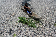 <p>A man steers a wooden boat through dead fish in a breeding pond at the Maninjau Lake in Agam regency, West Sumatra province, Indonesia, Aug. 31, 2016. (Photo: Antara Foto/Muhammad Arif Pribadi/Reuters)</p>