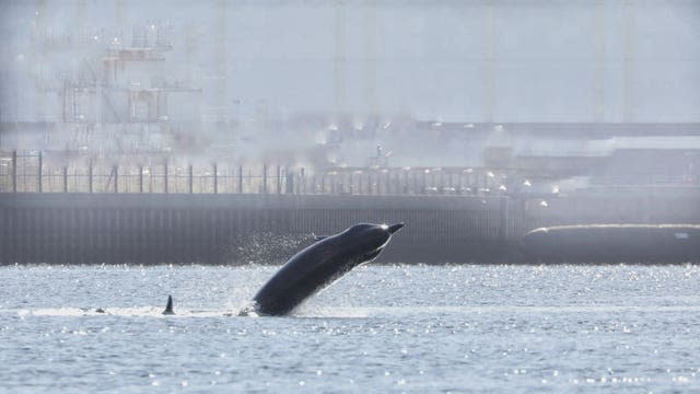 Bottlenose whales in the Clyde