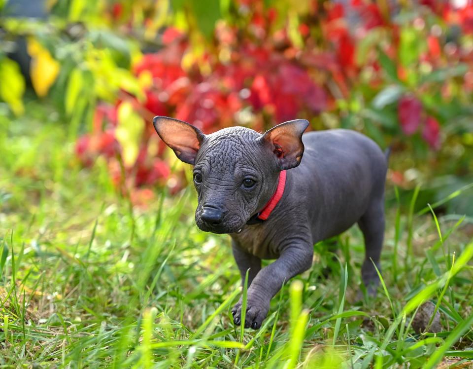 <p>Today, these dogs are best known for their hairless coats, which makes them a great choice if you or your family members have allergies. Also known as the Mexican hairless dog, this breed's name comes from the Aztec words for the god of lightning ("Xolotl") and dog ("itzcuintli"). <em><a href="https://go.redirectingat.com?id=74968X1596630&url=https%3A%2F%2Fwww.nationalgeographic.com%2Fhistory%2Farticle%2Fhairless-dog-mexico-xolo-xoloitzcuintli-Aztec&sref=https%3A%2F%2Fwww.womansday.com%2Flife%2Fpet-care%2Fg25440167%2Fdogs-that-dont-shed%2F" rel="nofollow noopener" target="_blank" data-ylk="slk:National Geographic;elm:context_link;itc:0;sec:content-canvas" class="link ">National Geographic</a></em> reports that the Aztecs believed the Xoloitzcuintli dogs helped guide souls from the world of the living to that of the dead. </p>