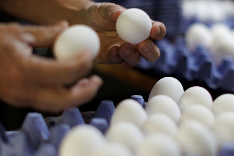 FILE PHOTO: A worker sorts cage-free chicken eggs at Hilliker's Ranch Fresh Eggs in Lakeside