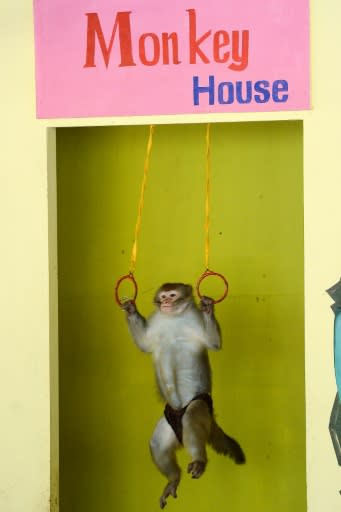 On Monkey Island in Vietnam, macaques ride motorbikes, lift weights and shoot basketballs a packed circus performance