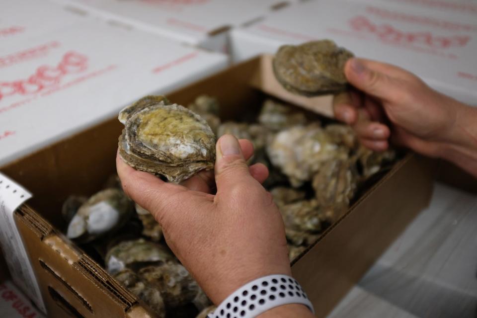 Steve Rash, owner and president of Water Street Seafood in Apalachicola, no longer buys Apalachicola Bay oysters, getting them instead from Texas and Cedar Key. He thinks all oyster harvesting in the bay should be stopped. (Kevin Spear/Orlando Sentinel/TNS)