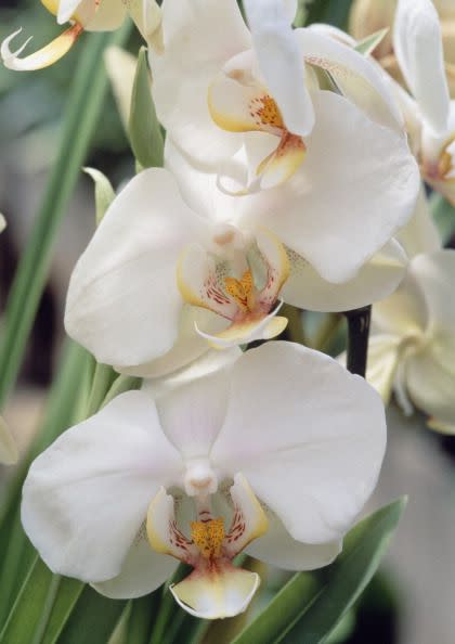 Phalaenopsis, standard