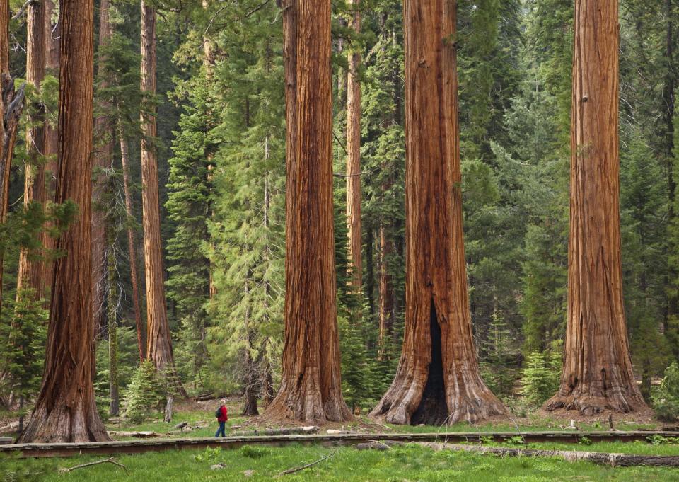 Lodgepole Campground, Sequoia National Park, California