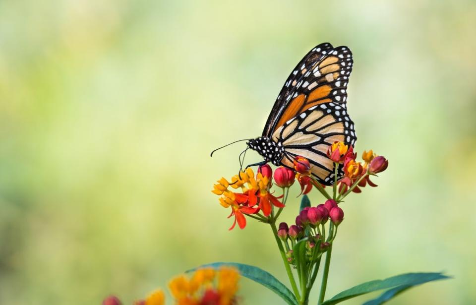 Monarch butterfly