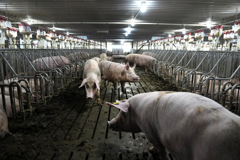 Sows move around freely inside a large breeding area on farm run by Jared Schilling Thursday, June 29, 2023, in Walsh, Ill. Schilling has made his farm compliant with a California law, taking effect on July 1, that promises to get breeding pigs out of narrow cages that restrict their movement. (AP Photo/Jeff Roberson)