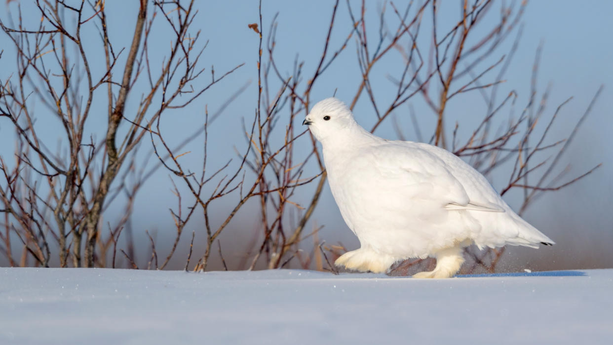  A white ptarmigan bird walks on top of the snow in front of a dried shrub. 