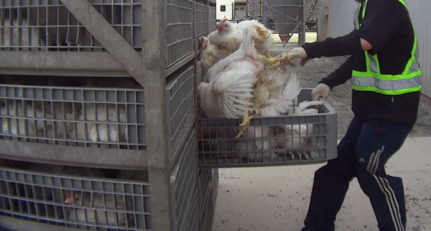 An undercover video shot by the non-profit animal advocacy group Mercy for Animals sparked an investigation into allegations of cruelty. (Mercy for Animals - image credit)