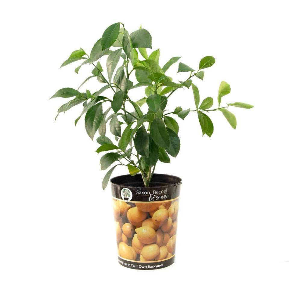 <p><a href="https://go.redirectingat.com?id=74968X1596630&url=https%3A%2F%2Fwww.homedepot.com%2Fp%2FGarden-State-Bulb-Meyer-Lemon-Tree-Live-Plant-1-gal-Pot-ECS-21-01-01%2F324939405&sref=https%3A%2F%2Fwww.countryliving.com%2Fshopping%2Fgifts%2Fg1441%2Fmothers-day-gift-guide%2F" rel="nofollow noopener" target="_blank" data-ylk="slk:Shop Now;elm:context_link;itc:0;sec:content-canvas" class="link ">Shop Now</a></p><p>Meyer Lemon Tree Live Plant </p><p>homedepot.com</p><p>$51.99</p>