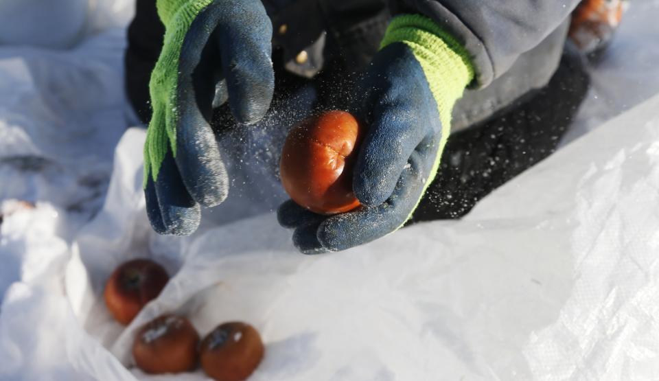 Orchard Manager Gilles Drille shakes snow off apples as he gathers them for the ice harvest to make ice cider on the 430-acre apple orchard and cidery at Domaine Pinnacle in Frelighsburg, Quebec