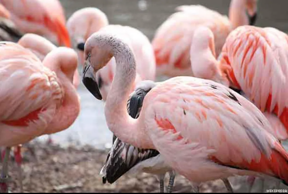 Flamingos