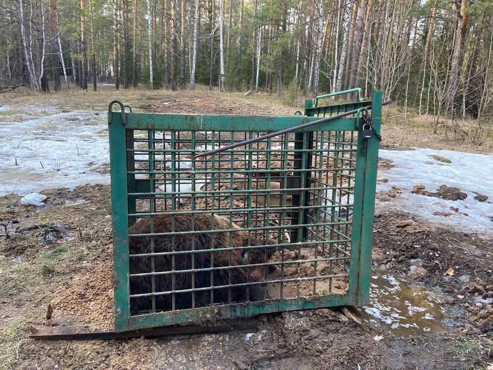 The bear has since been sold and cannot be found by activists. Source: East2West/ Australscope