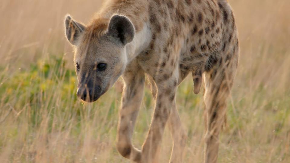 Female hyenas have a pseudo-penis and are best described as intersex, according to scientists interviewed in Fluid: Life Beyond the Binary.