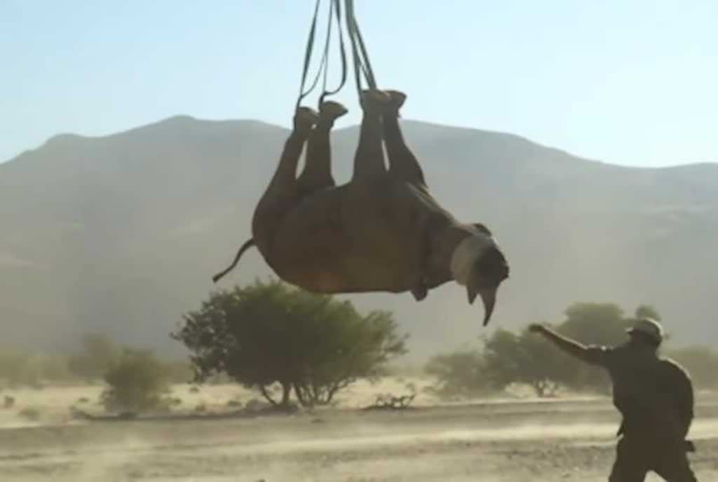 Ig Nobel Prize winning experiment to determine whether it is safer to transport an airborne rhinoceros upside-down (Improbable Research)