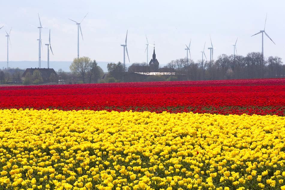 Fields appear to be dusted with gold and rubies as yellow and red tulips blossom in Germany.