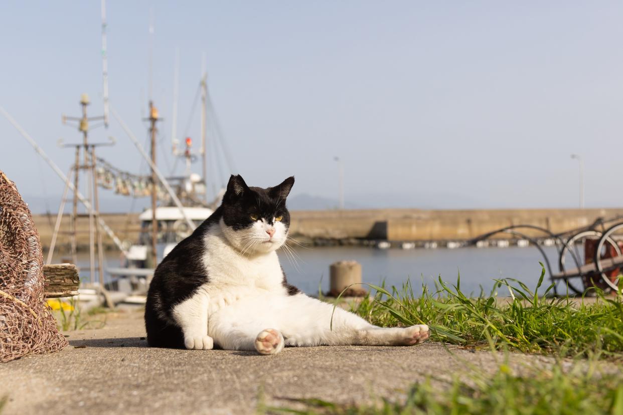A cat seated at a dock.