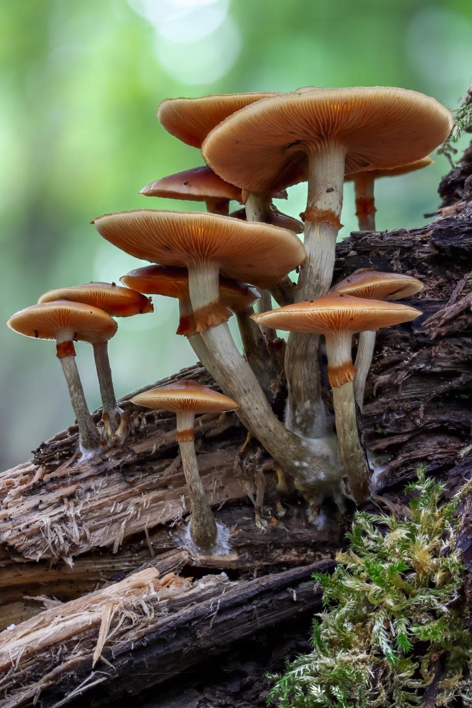Funeral Bell mushrooms are found all year round on rotting logs and woodchips (André De Kesel/Wikimedia Commons CC0)