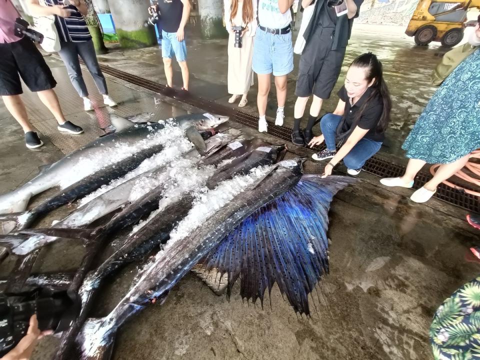 成功漁港剛撈上來的旗魚。唐復年/攝