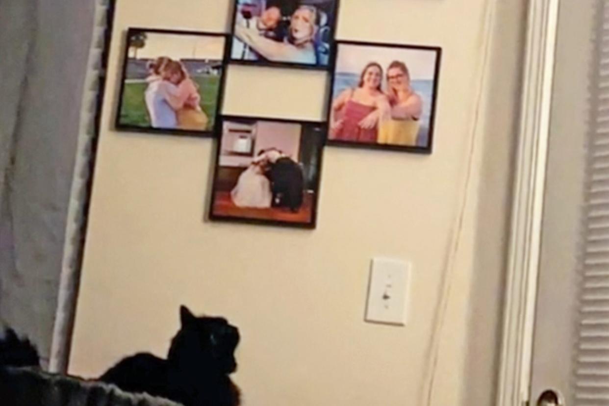 cat who misses dad staring at photos on wall